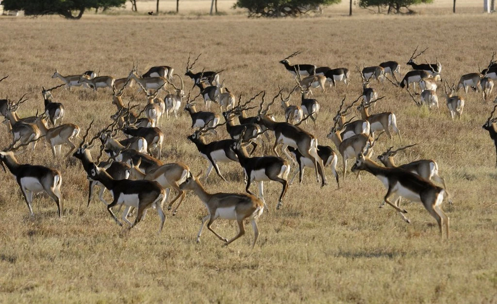 Blackbuck Trails